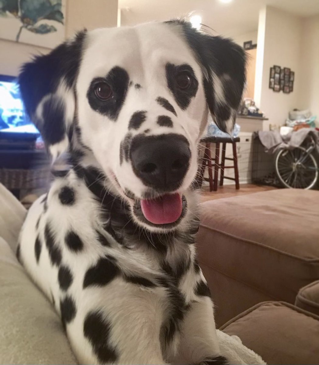 dog_rates's tweet image. This is Charlie. He has literal heart-eyes. 14/10 would be an honor to pet