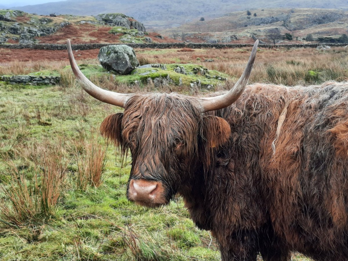 A wet and miserable looking Highland Coo taken near Coniston last week. I adore these beautiful, endearing animals ❤
#highlandcow #highlandcoo #Cumbria