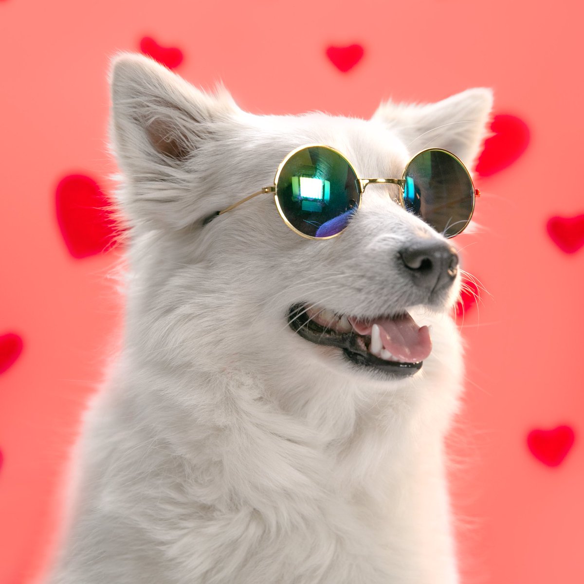 heybanco's tweet photo. CuΓ©ntale al #PerritoHey tus planes de hoy usando β€οΈ para que todo te salga bien este #ValentinesDay https://t.co/1L5mbrfFPv