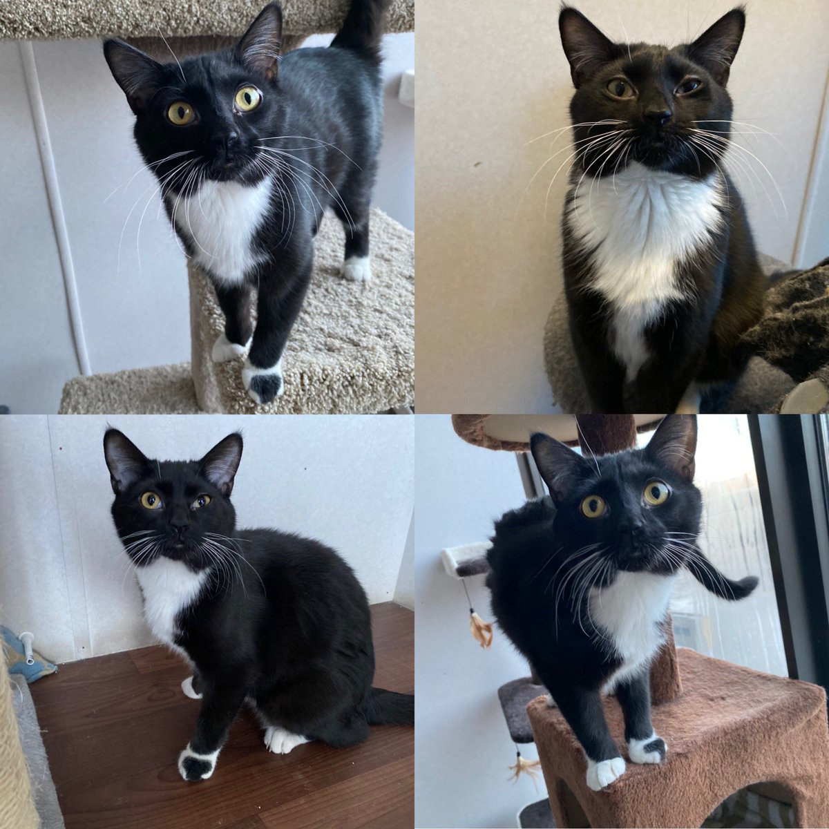 SAFEteamrescue's tweet image. Happy Magpie Monday and Valentine’s Day from adoptable kitty, Sparky!  Sparky is another of our sweethearts currently residing in our @KitchenMagpie sponsored room at our shelter. In additional wearing his heart on his paw, Sparky is an expert at sharing his sweet smile, sending