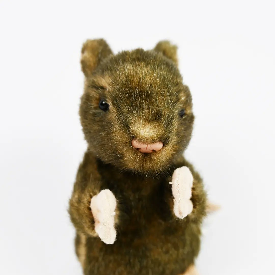 Maxwell's favourite film is Stuart Little, in fact he is his idol. The way he made it work living in a human family and even escaping the family cat is everything Maxwell has ever dreamed of and more.