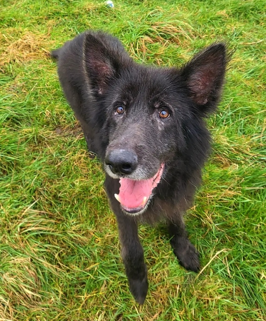 RSPCA_Amy's tweet image. I cannot handle how gorgeous Rico's smile is! This golden oldie is at @cotsdogscats &amp;amp; is finding kennel life tough. Could you foster him or give him his forever home? He'd like a quiet space where he'll get lots of TLC💙 @RSPCA_official cotswoldsdogsandcatshome.org.uk/listing/rico/ #FindEachOther