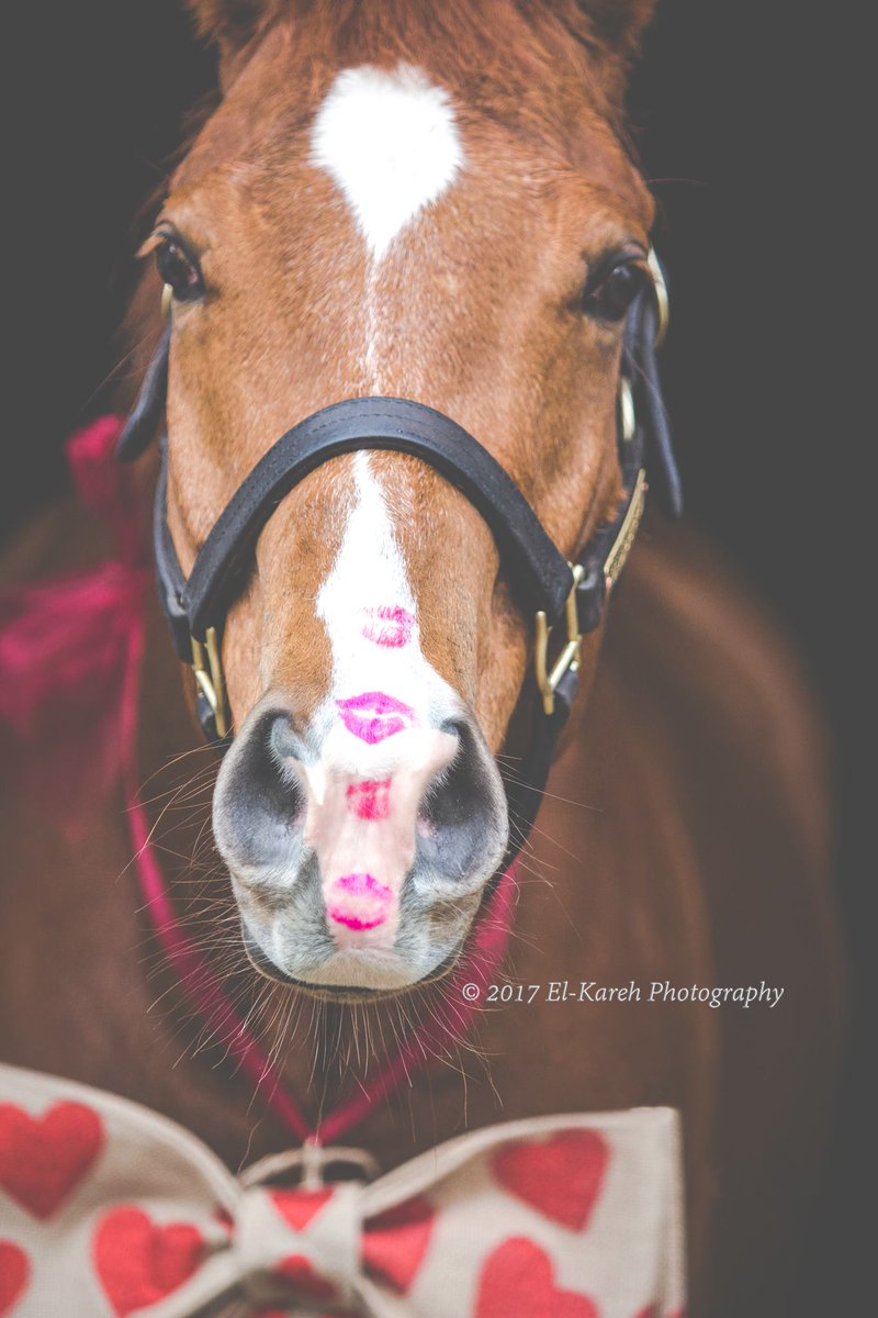 ElKarehPhoto's tweet photo. Happy Valentine's Day everyone!  <3
https://t.co/JsI5T3LuVB

#ValentinesDay2022 #ValentinesDay #Valentine #valentinegift #KissDay #KissableLips #kiss #heart #horse #ottb #thoroughbred #chestnut #petphotographer #southjerseyphotographer #photography #equine #equinephotographer https://t.co/vTW7mvwMbR