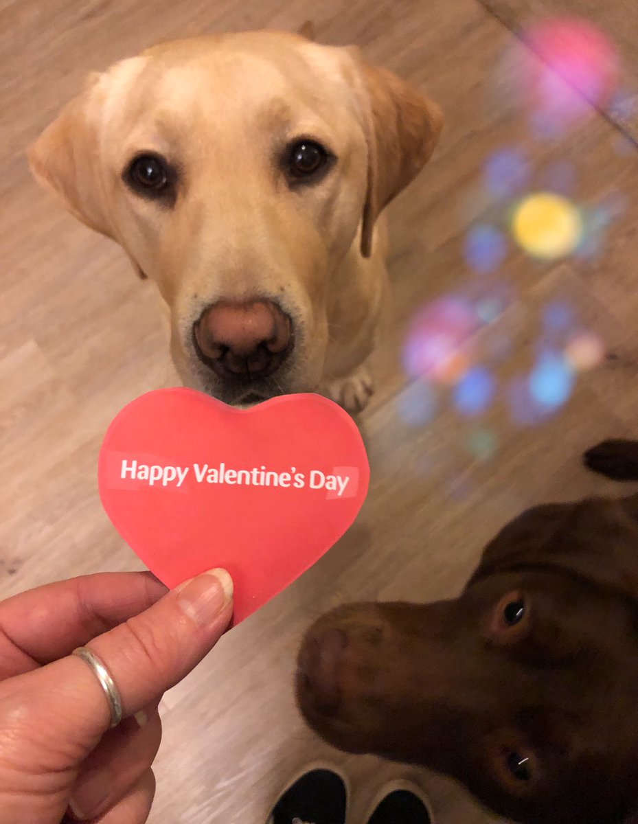 cmartindale2004's tweet photo. Love is in the air ❤️
Guide Dog Rainbow & Withdrawn Guide Dog Kenco 🌈🐾
#VIPLove
@PetsatHome https://t.co/aeib2IUMuF