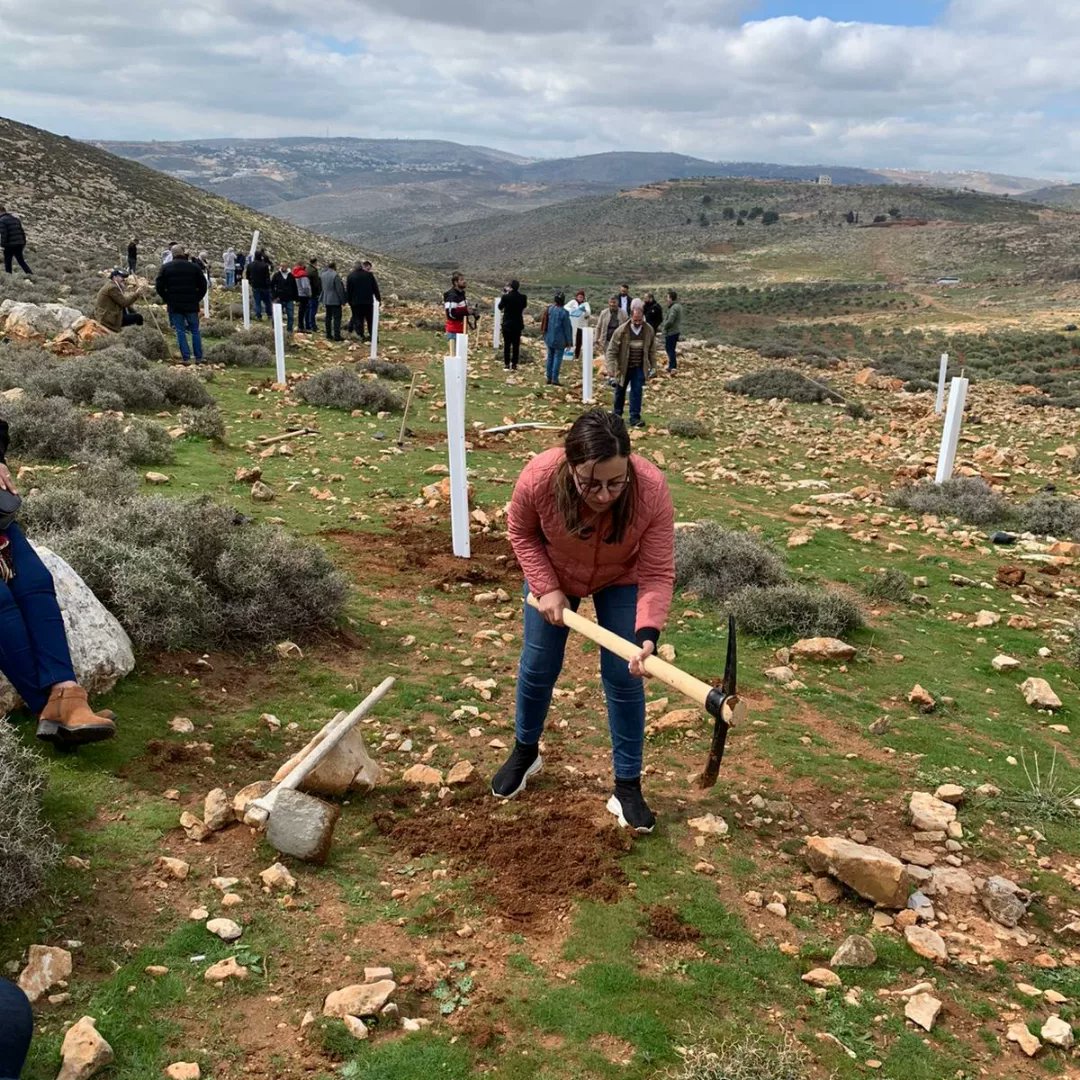 An olive planting activity was organized Monday the 14th of February 2022, at the threatened field of Kazim Haj-Mohammad, in Mughayyar village, north-east of the Ramallah area, where 75 internationally-sponsored olive trees were planted by 35 local volunteers.