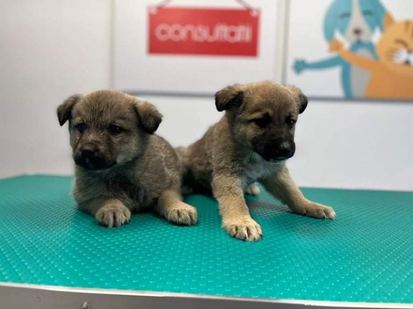 EvermoreDog's tweet photo. These 2 poor little mites were dumped outside Bianca’s workplace today 😢Who could do such a thing?! 😞 Approx 8 w/o and looking for a family each to love them forever. Duke is on the right but the gorgeous girl on the left still needs a name. First to sponsor can name her 🙏🏼 🐶 https://t.co/oeqvutZkXZ