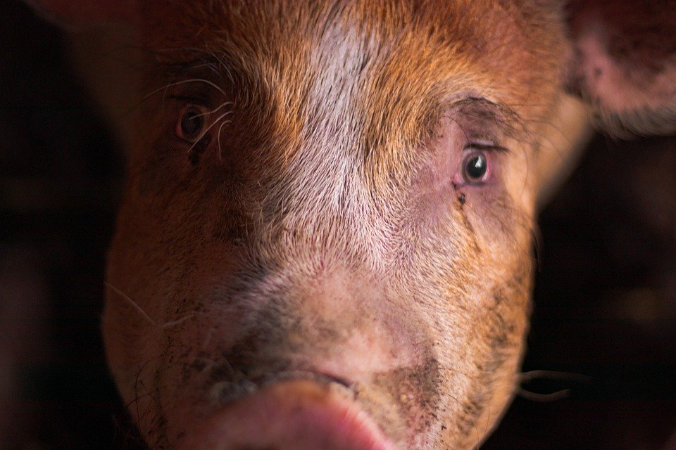 veganfuture's tweet photo. Have mercy on the animals. #GoVegan 🙏 https://t.co/9Qxrn0ldC9