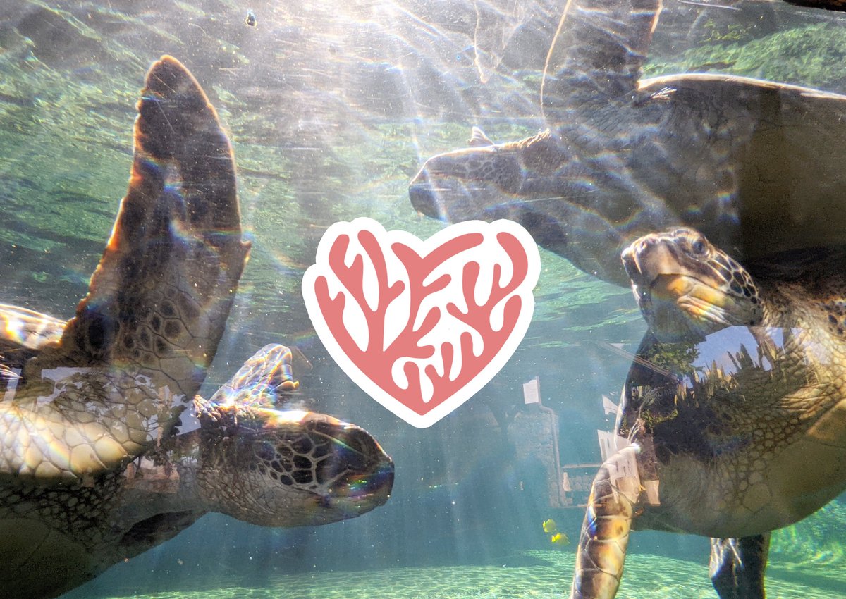 MauiOceanCenter's tweet photo. β₯οΈ Practice #OceanAloha this #ValentinesDay β₯οΈ
-
Check out our newest blog post "5 Ways You Can Show Our Oceans Love" https://t.co/YLb82kYx6p
-
Learn how you can protect this amazing home we share and #GoGreenForBlue π π π¦ π¦ π https://t.co/9UO0OkMdMK