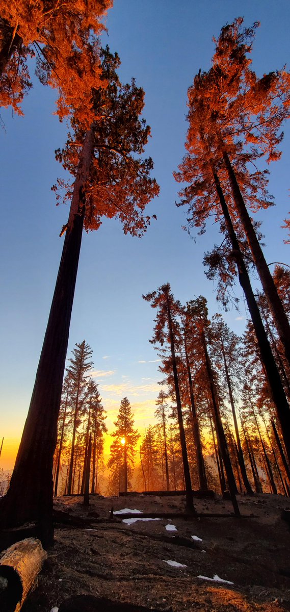 gorgeous_pix's tweet photo. "Fire sunset, Sequoia National Park, CA, USA. From u/Slow_T4R on /r/earthporn #sequoianationalpark #firesunset #usa #ca #earthporn" https://t.co/91lAZech5E
