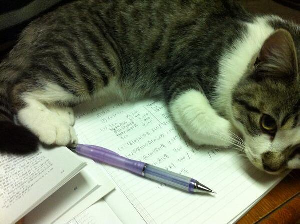 💞勉強しようとすると甘えてくる☆