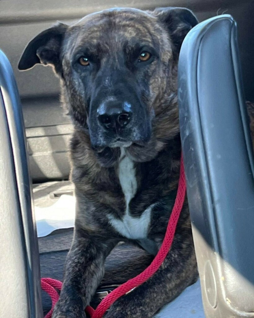 LostDogsMn's tweet photo. Is This Your Dog? - Shepherd - Male - Pillager 

Date Found: 2022-02-14
Breed of Dog: Shepherd
Gender: Male
Closest Intersection: MN-210, Pillager, Cass County, MN, US.
Zip Code: 56473
Color: Brindle
Dog's Age: 2 year(s)
Dog's Height / Weight: Large: Ove… https://t.co/0qZ4IAHwXf https://t.co/qpLG0rQqFM