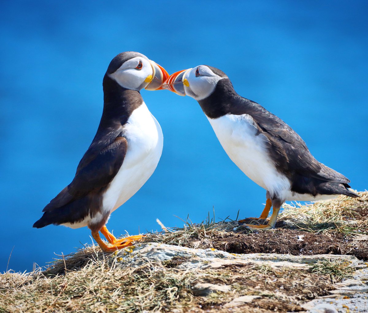 GrayMarker99's tweet photo. I hope you kissed your sweetheart today! Lol https://t.co/RrKnwqzW6k