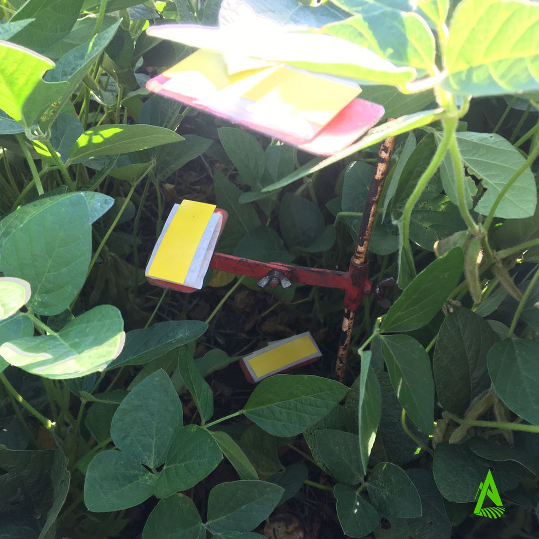nuevagronomia's tweet photo. ¡Trabajando en los ensayos de soja! 🌿 En esta ocasión junto a @logisticaaerea  para @speedagro 

👉🏻 Medimos impactos de gotas aplicadas con avión y evaluamos diversas dosis y coadjuvantes en diferentes estratos del cultivo de soja. https://t.co/iAouMdidzX
