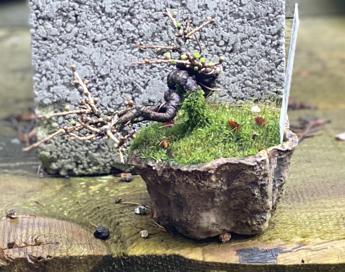 BonsaiEscapes's tweet photo. Mid-February and already Japanese Larch are bursting bud. #mildwinter #mildweather #timetorepot #walsall #bonsai #bonsaitrees #springiscoming #workshops available now for your repots. https://t.co/4hrHp4Rw7c