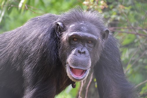Happy 18th Birthday #TabbyChimp 🎂 🎁! She definitely ranks amongst the most playful chimps at the sanctuary and is dishonest about whether she has gotten food or not trying to sneak in an extra banana or two! We look forward to seeing what trouble Tabby might stir up this year!