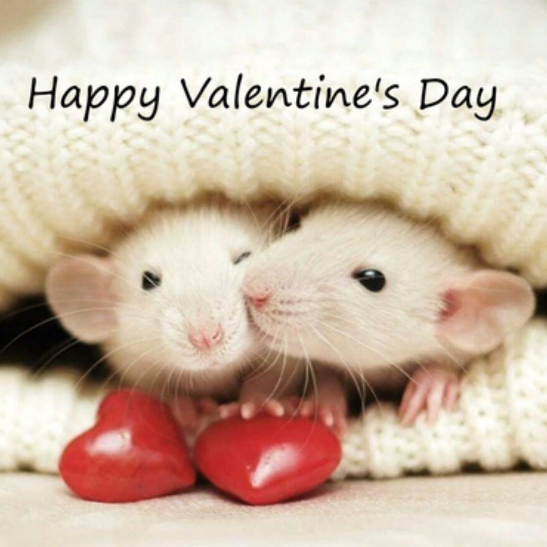 ❤️ Happy #valentinesday
