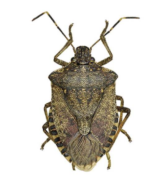 former B3 Director tweet media