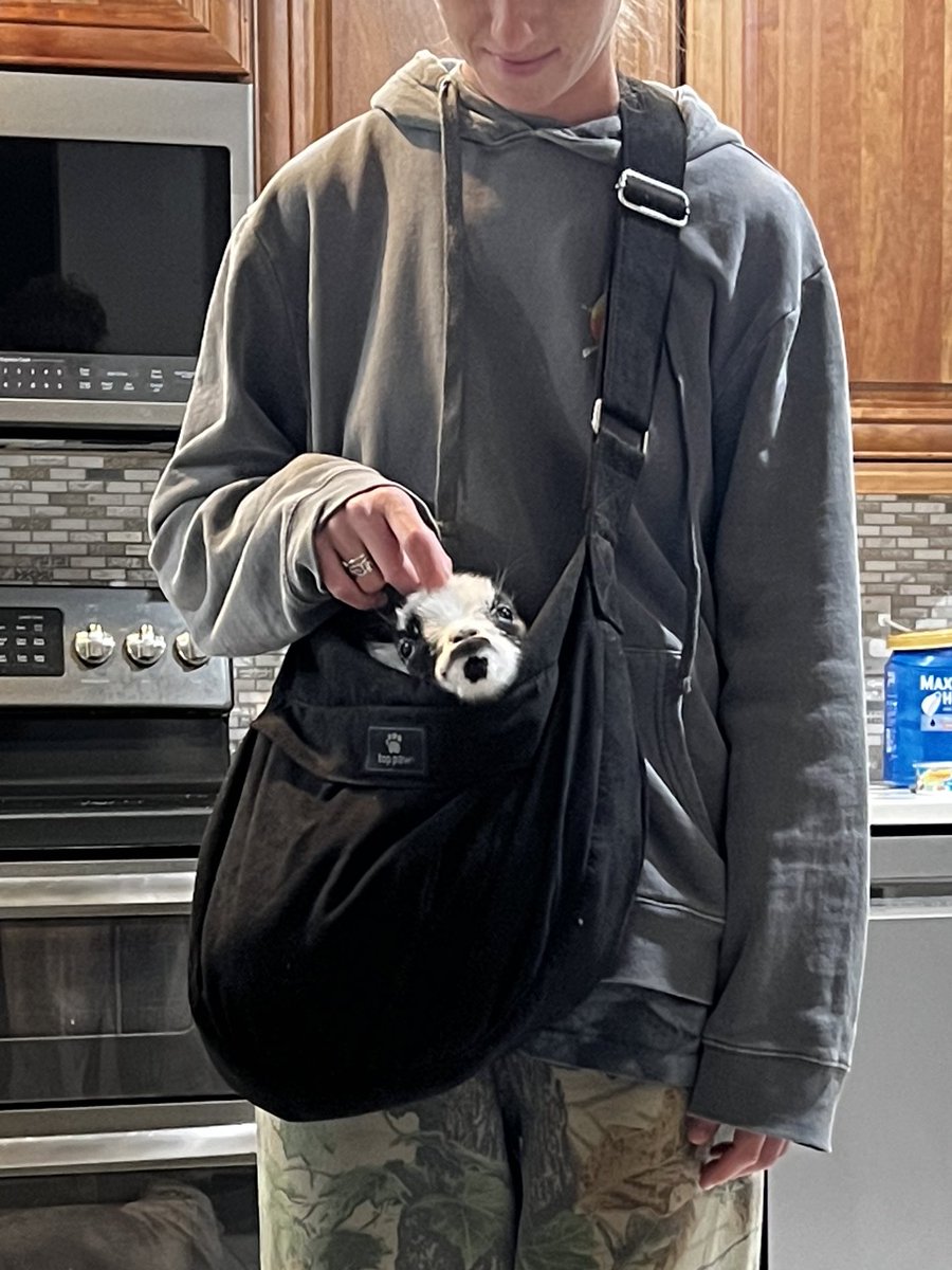 hiitaylorblake's tweet photo. Goat in a tote https://t.co/gqeWY6RSSk