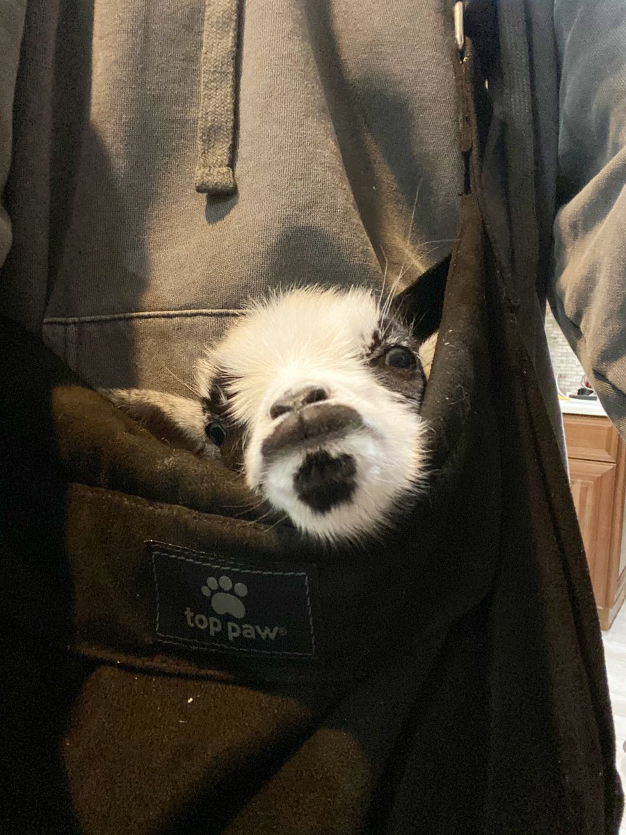 hiitaylorblake's tweet photo. Goat in a tote https://t.co/gqeWY6RSSk