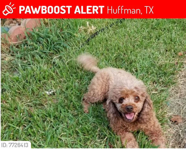 TXLostPets's tweet photo. Please RT! Ruger went #missing on February 8, 2022 in Huffman #Texas 77336 near Commons, Blue Lake #lostdog #lostpets #pawboost https://t.co/Bh1YoYLEkx https://t.co/WCrL6RigNL