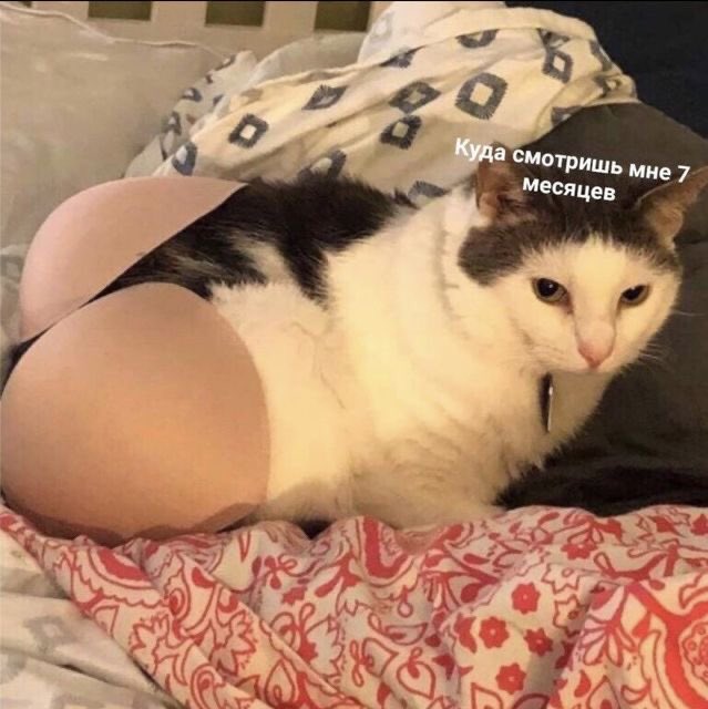 Кот на груди. Девушка кошка. Кот шотландский вислоухий лежит смешно. Девушка кошка. Коты и грудь.