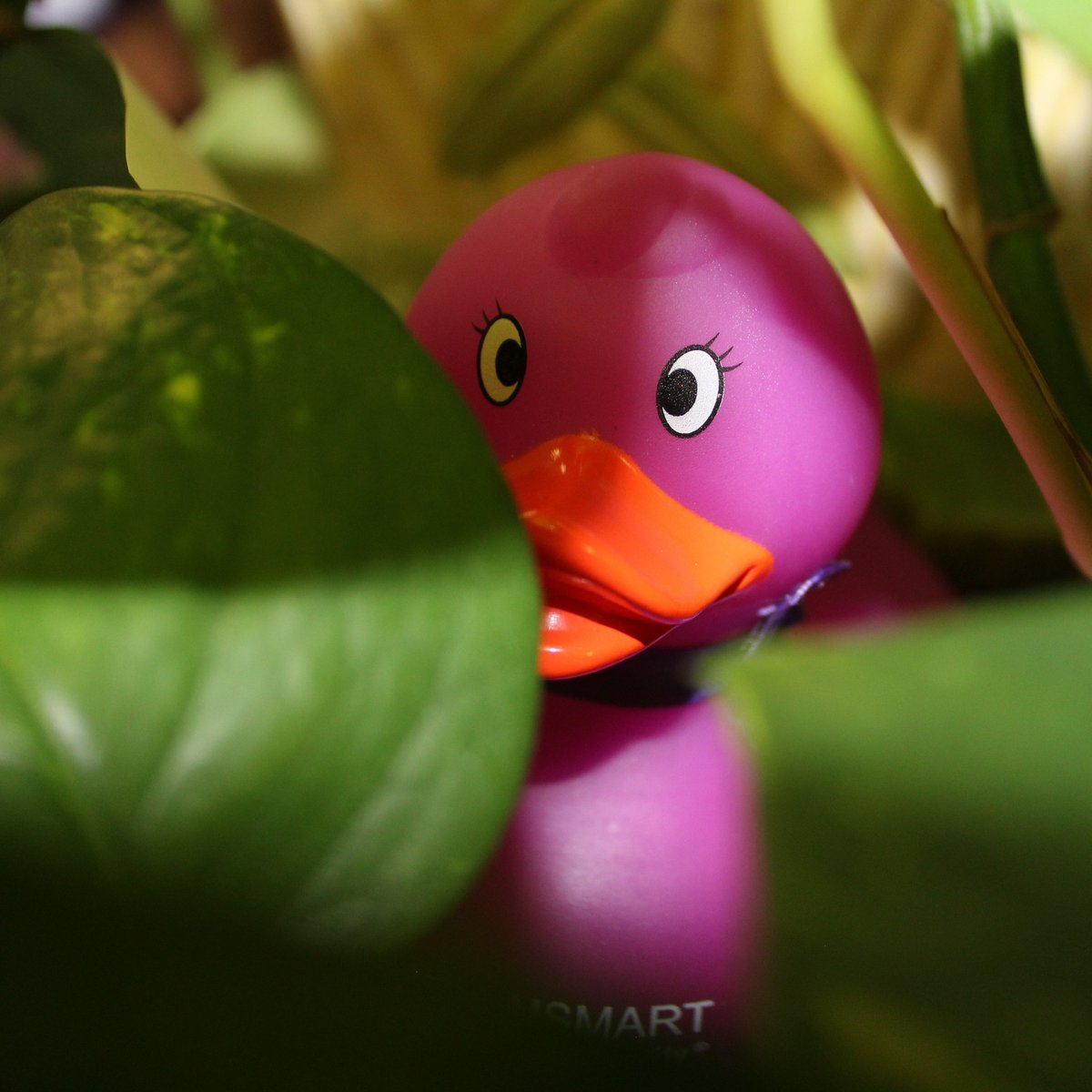 TexanSmart's tweet photo. Clue 3 - To better know your communities, I have hidden in an office that offers monetary opportunities... #4theloveofducks @TarletonState https://t.co/5AVrtgdIlh