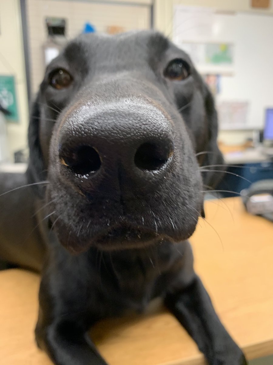 UNDPoliceDept's tweet photo. Guess who had his 5th Birthday over the weekend? Happy Birthday #K9Bear! 🎉🎂🎁 #BestCopsAround #BestK9sAround #GoodBoy https://t.co/x4ankyFi95
