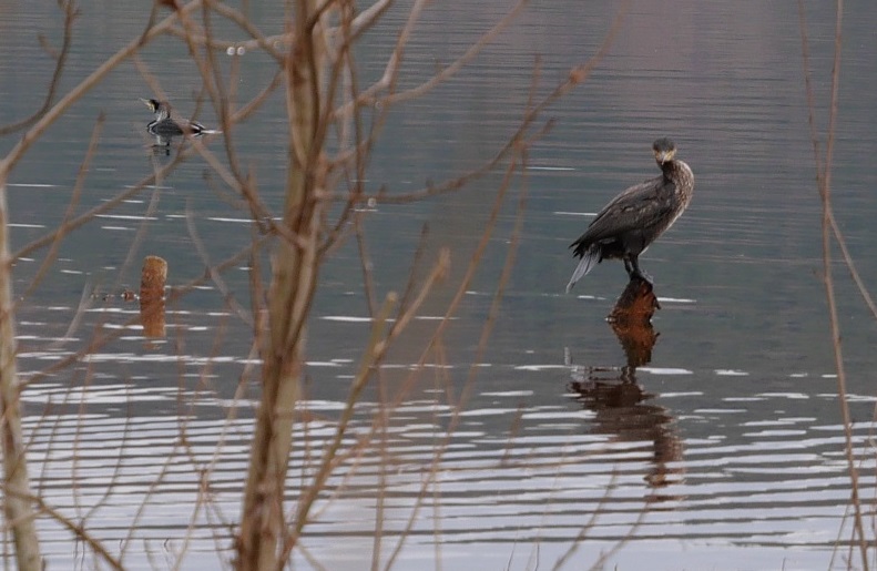 groundways's tweet image. Mes plages