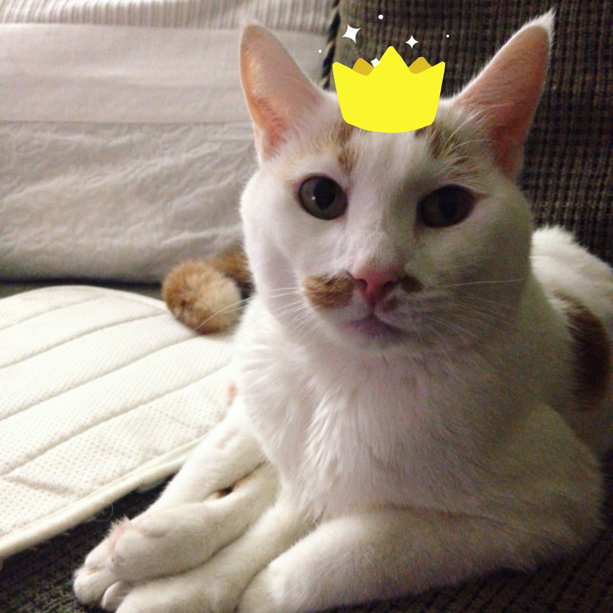 MusicRowVoice's tweet photo. It is our one and only, Lil Bill’s birthday today!🥳🎉 He is 14 years old today. Oftentimes, kittens with cerebellar disease leave us too soon - even in their first few years of life. We are so blessed to still have LB here with us today. We’ve always known he was a fighter!❤️ https://t.co/crVBdi9CjN