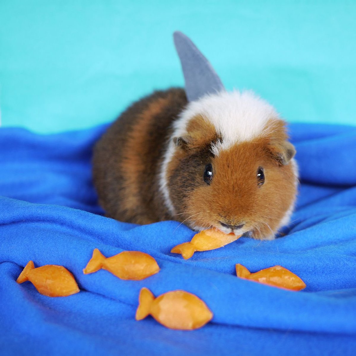 Guinea pig перевод. Морская Свинка короткошерстная. Фуззберта морская Свинка. Морская Свинка Дамбо. Морская Свинка в костюме.