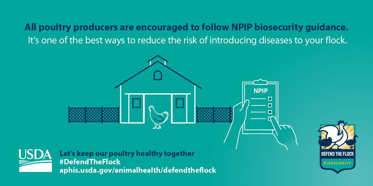 SC_DPH's tweet photo. As more cases of avian influenza are discovered across the country, poultry owners are reminded to stay vigilant and protect their flocks from illness. Learn the steps you can take from the USDA's @Defend_theFlock: https://t.co/g7GG87Nwy8 #SCProtectYourFlocks
@CUESNews https://t.co/yyib3OTaRt