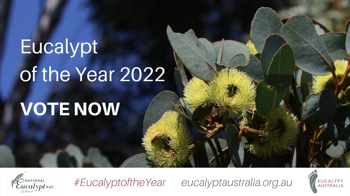 #EucalyptoftheYear voting is OPEN!
Vote for your favourite species, then rally your community to help it win! Enter our 50 words or less and tell us why your #gumtree is the best.
Voting closes 20/03/22
Tell us how you voted by tagging #EucalyptoftheYear.
eucalyptaustralia.org.au/eucalyptofthey…