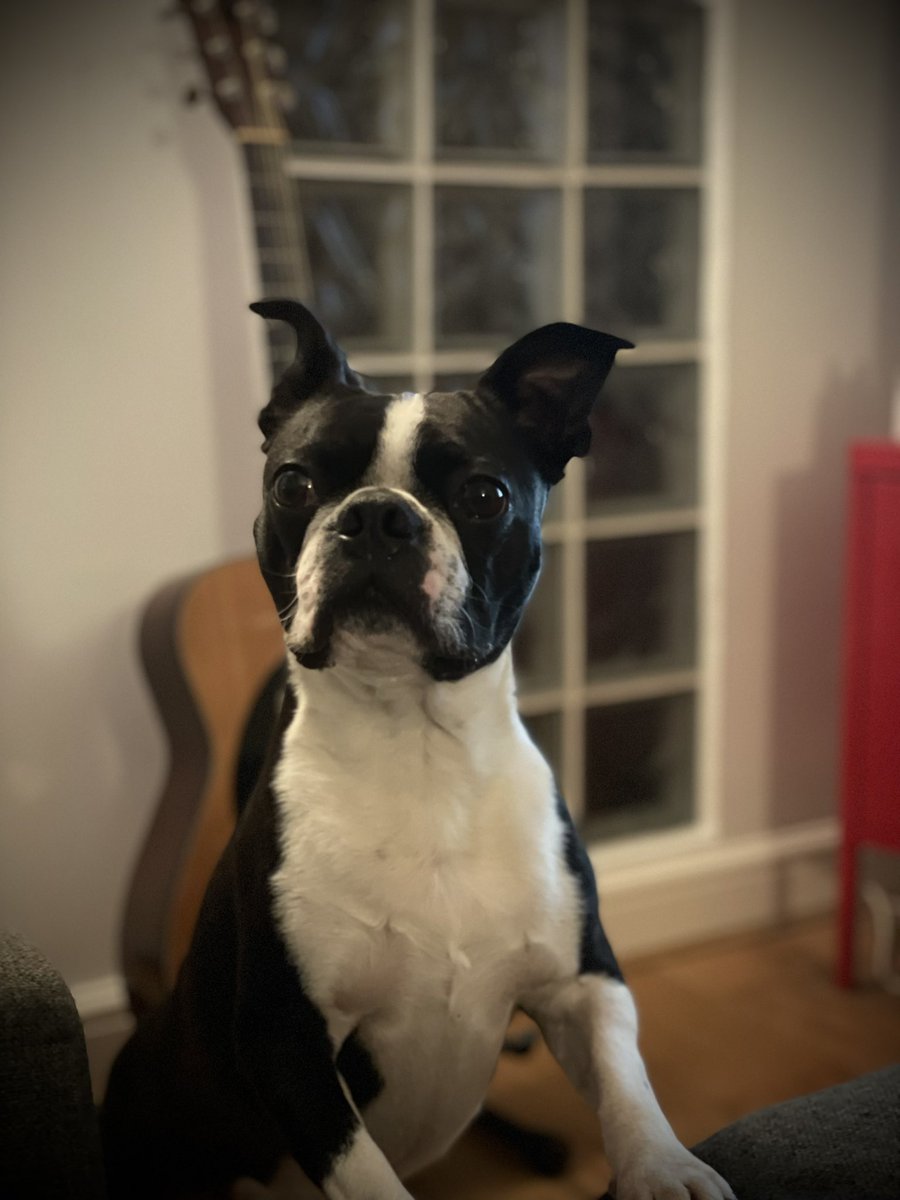 magic_in_london's tweet photo. We Have a handsome boy for a sleepover tonight! #fuggle https://t.co/oTzlJzIQMs