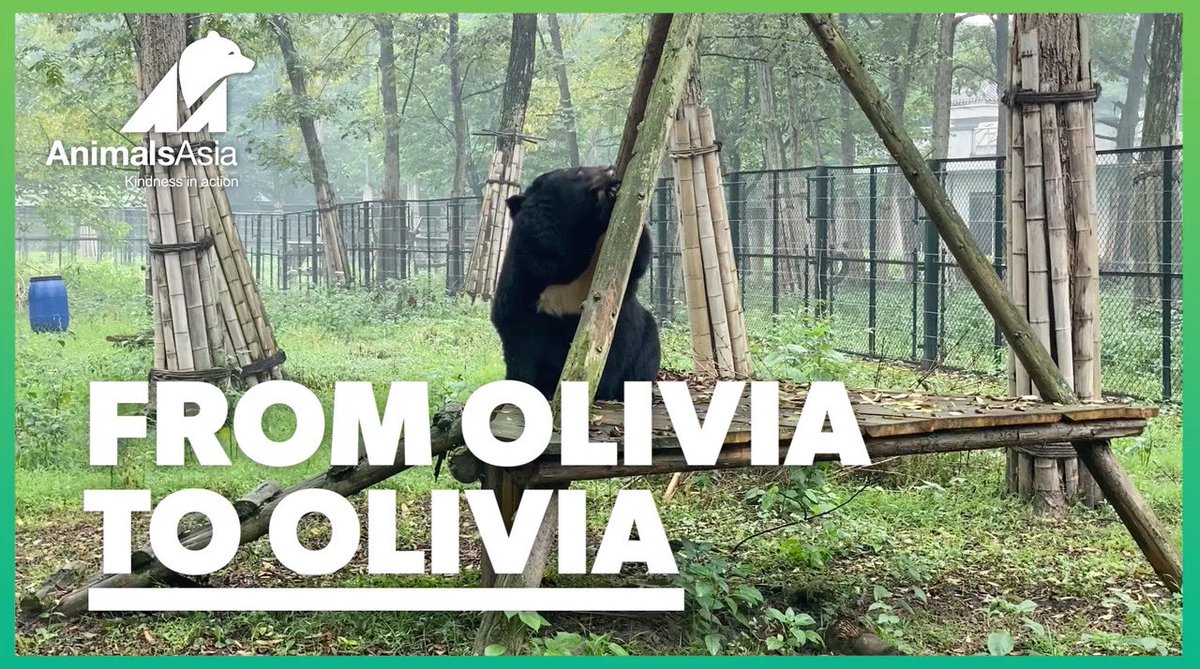 This is a wonderful charity that I support. I cannot abide cruelty to animals and these poor bears lived in small cages for years before <a href="/AnimalsAsia/">Animals Asia</a> rescued many of them - but many still need to be rescued!  Jill Robinson moved to China to rescue these bears!  She’s my hero🧡