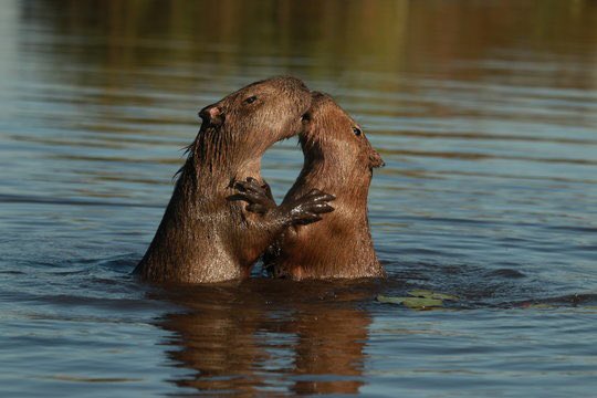 CapybaraCountry's tweet photo. Capy Valentine’s Day! https://t.co/8VqK8WKtjh