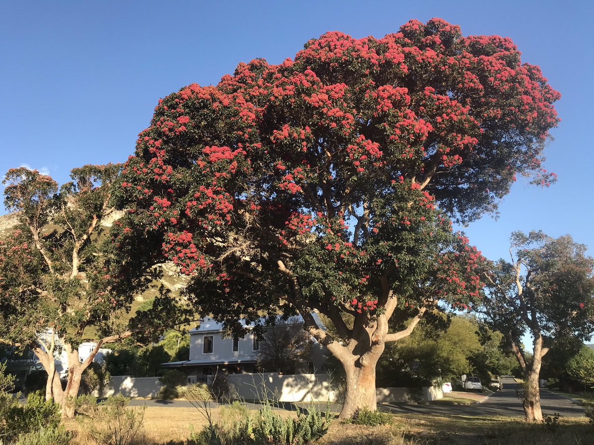 #EucalyptOfTheYear
Get your votes in now folks … for the spectacular, one-of-a-kind, Red-flowering Gum (Corymbia ficifolia)
Vote here:
#EucBeaut @EucalyptAus 
#friendsofficifolia