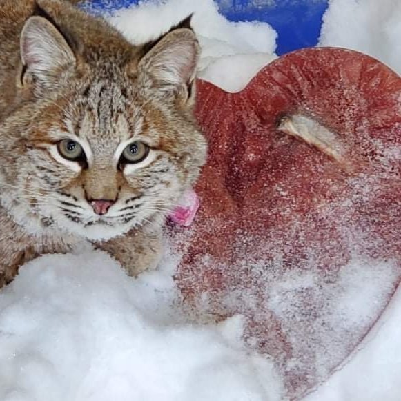 Le Zoo sauvage souhaite à tous une joyeuse Saint-Valentin. 💖

Pour l’occasion, nos gardiens animaliers ont distribué de délectables surprises à leurs protégés. Quoi de mieux qu’un bon gâteau à saveur de sang et de poisson pour ce lynx roux ? 😻