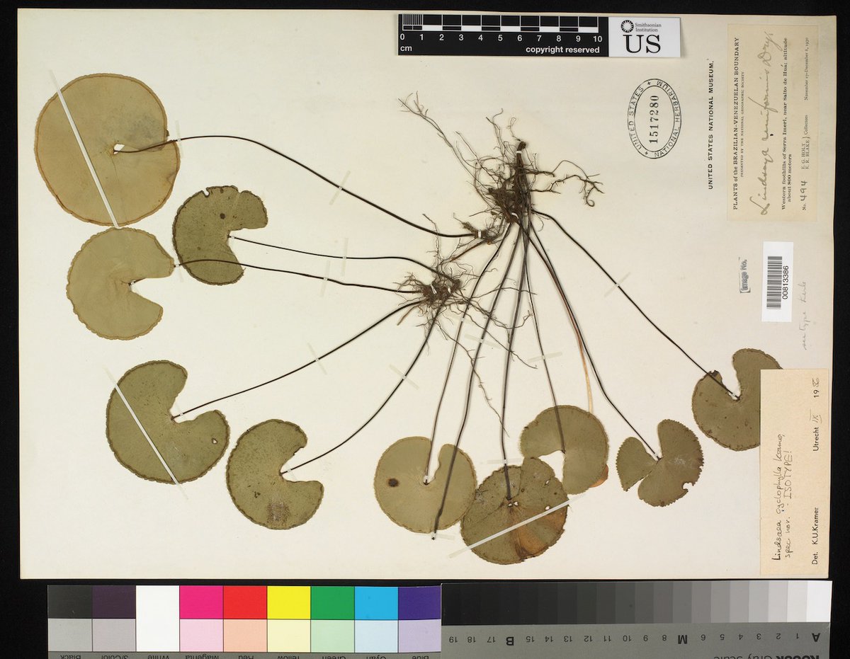 FernCurator's tweet photo. Parallel attempts at a Valentine's Day card among ferns in the United States National Herbarium @NMNH https://t.co/24UgJZZ5lw