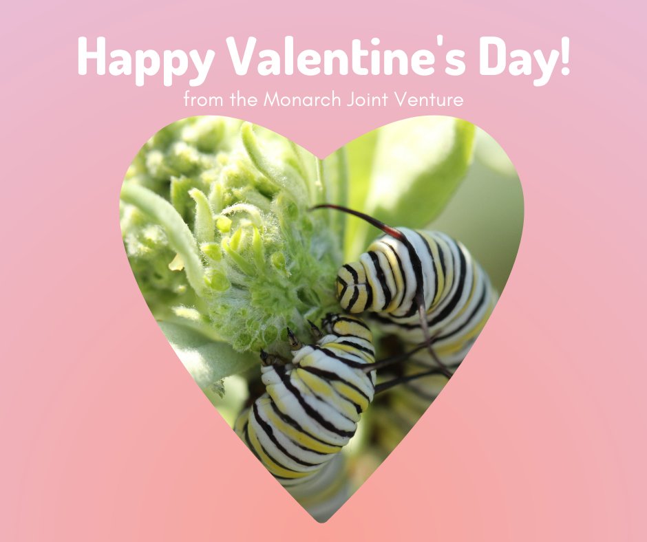 Happy Valentine's Day from the Monarch Joint Venture! We're grateful for all you do to support monarchs and other pollinators throughout the year. Thank you for supporting and loving monarchs and more!
