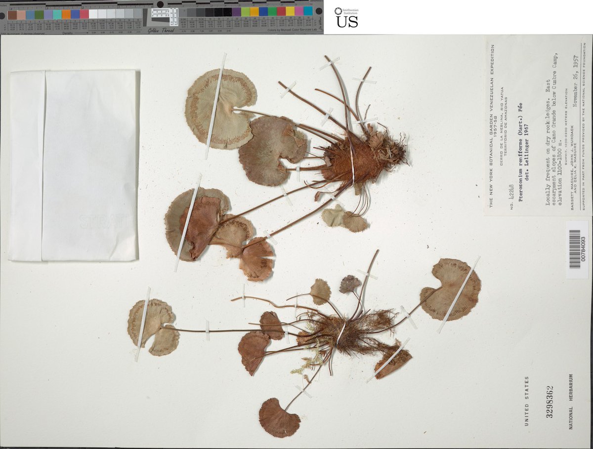 FernCurator's tweet photo. Parallel attempts at a Valentine's Day card among ferns in the United States National Herbarium @NMNH https://t.co/24UgJZZ5lw