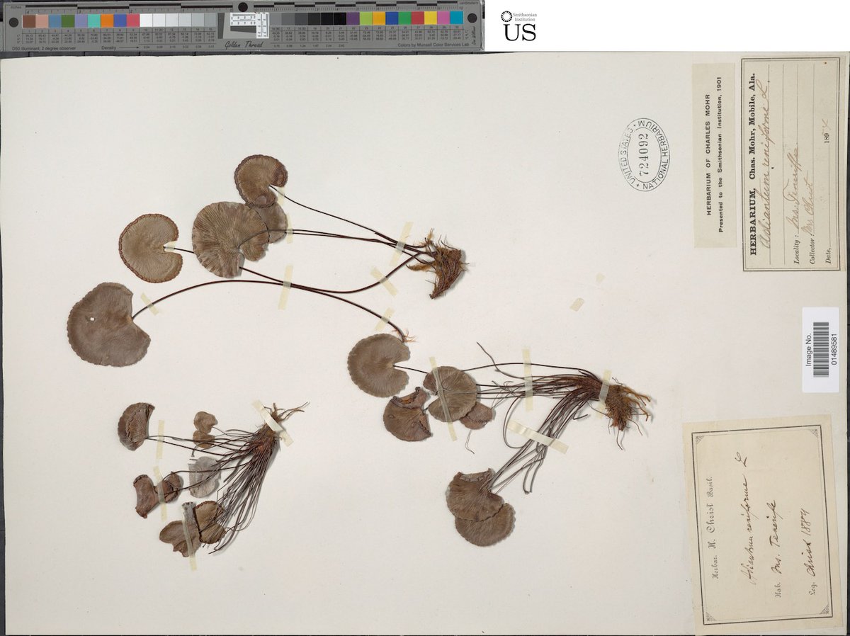 FernCurator's tweet photo. Parallel attempts at a Valentine's Day card among ferns in the United States National Herbarium @NMNH https://t.co/24UgJZZ5lw
