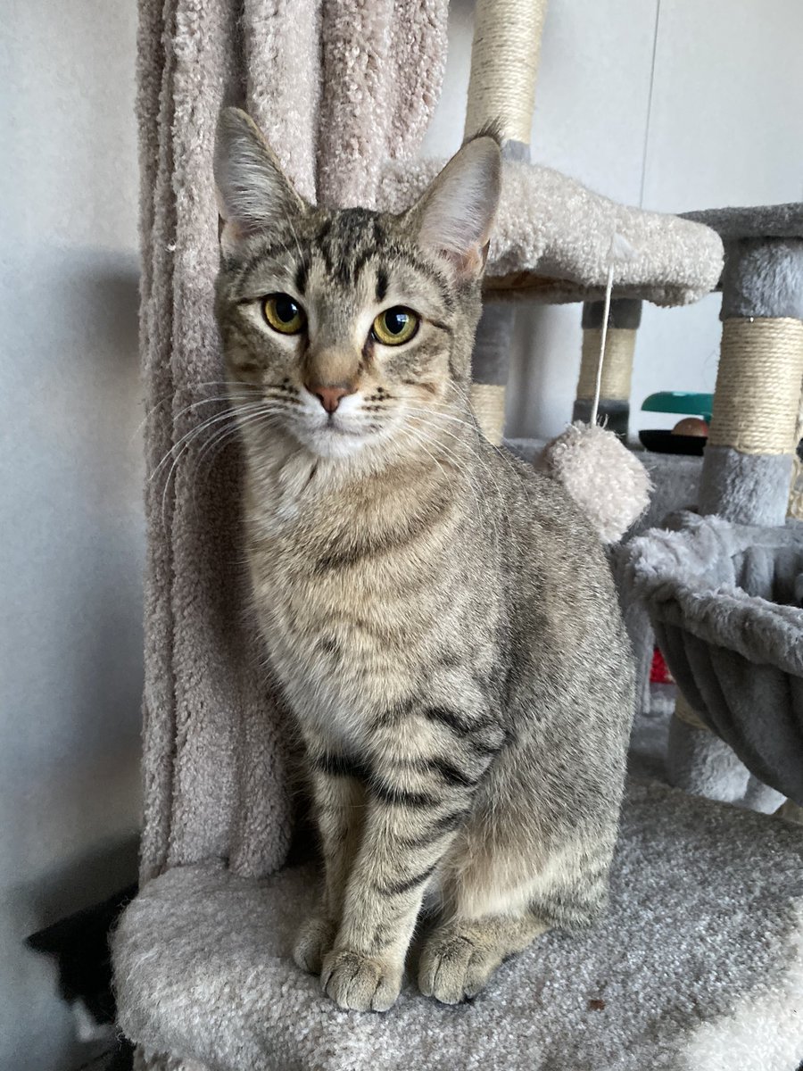 SAFEteamrescue's tweet image. Happy Magpie Monday and Valentine’s Day from adoptable kitty, Tootsie Roll!  Tootsie Roll is another of our sweethearts currently residing in our @KitchenMagpie sponsored room at our shelter. This little cutie is just as sweet as her name suggests-she likes lap snuggles and purr