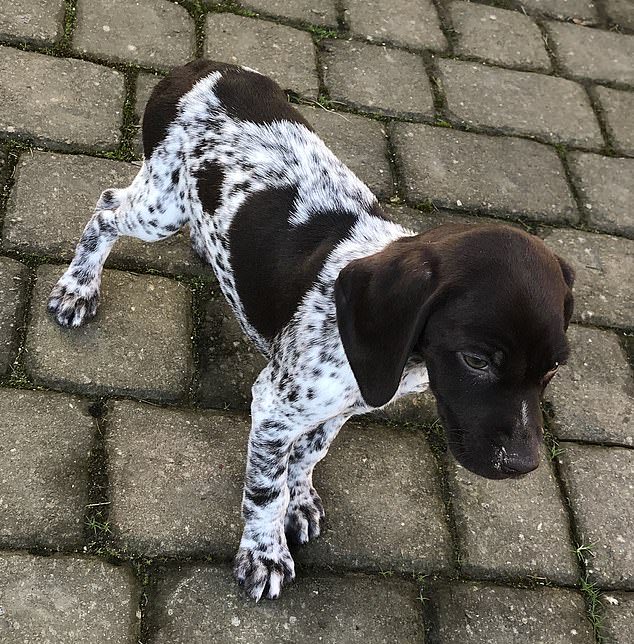 TheNorskaPaul's tweet photo. This is #Splodge a two-year-old German shorthaired pointer, who has a ❤️ mark on her fur😊
Her owner Lisa, who lives in Northamptonshire, says the heart shaped spot has become more prominent with age and isn’t she lovely, beautiful girl 😍
#Facebook https://t.co/3ulGmU8VnB