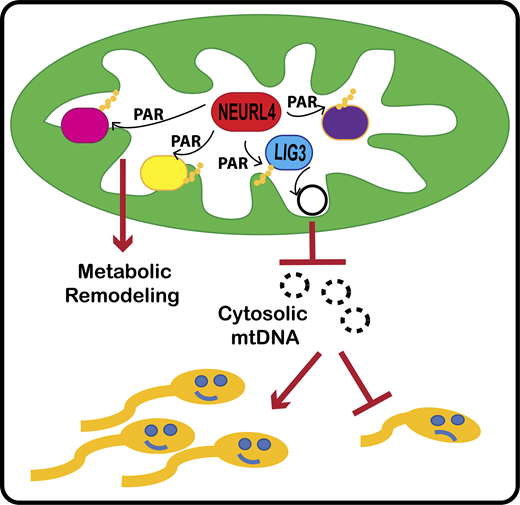 JCellBiol's tweet photo. .@dafneina, @vpbos and colleagues at @BU_Biochemistry and @BUCNSB characterize NEURL4 as a novel mitochondrial ART enzyme required for the regulation of mitochondrial homeostasis through ADP-ribosylation. https://t.co/HOvIeD75wb #mitochondria, #PARylation, #mtDNA, #fertility https://t.co/xhG5uMMy0S