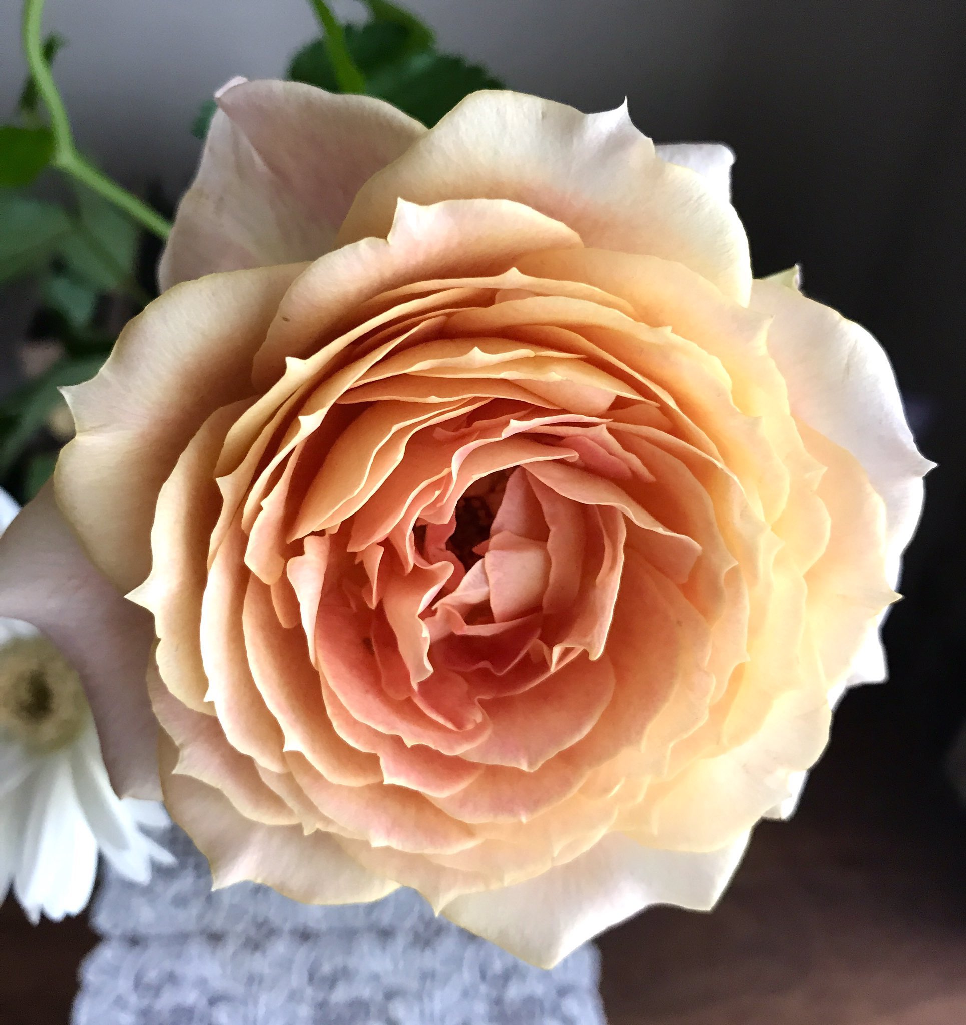 Hanamaisonfujiko Maisonfujiko00 Twitter