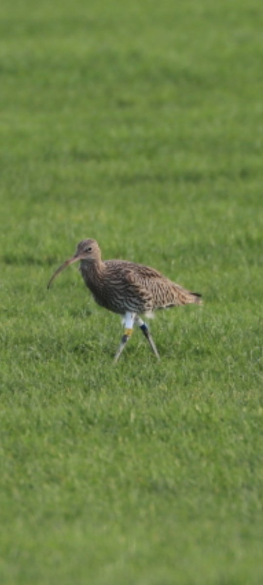 NPWSIreland's tweet photo. This #Curlew is a male bird, colour ringed at his breeding site in #Donegal (left). Today he was seen in #Kerry where he has wintered! #CurlewConservationProgramme team await his return in Donegal very soon.
Photos by Martin Moloney and Barry O'Donoghue https://t.co/466Anl5x9g