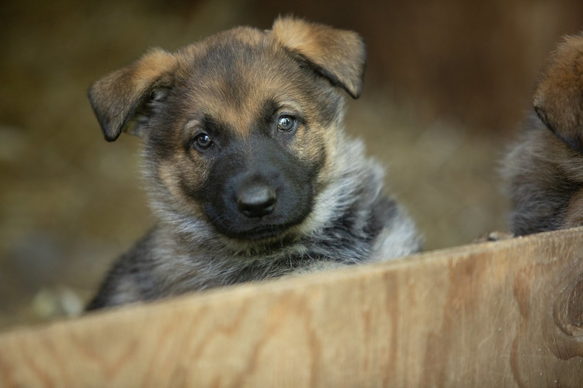 DreamRideExp's tweet photo. This Valentine's Day, go to https://t.co/9tow3h7ddq to show our Police K-9 Units some LOVE! Vote for your favorite K-9 Unit to support the work they do every day. #HometownHeroes #K9Unit #PolicePuppies #PolicePartners https://t.co/V21ed23JnX