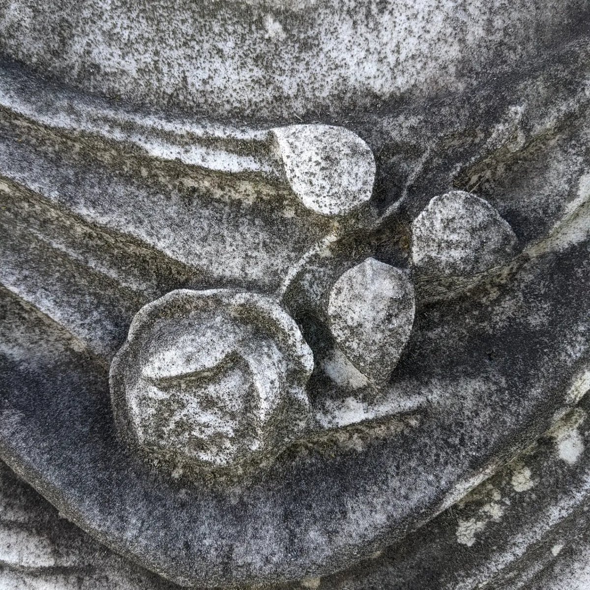 folaurelhill's tweet photo. Who says roses have to be red?

Walking through our Victorian-era cemetery, you may notice these beauties carved into headstones. A rose often denotes the grave of a woman. #HappyValentinesDay https://t.co/id4Lt0vow7