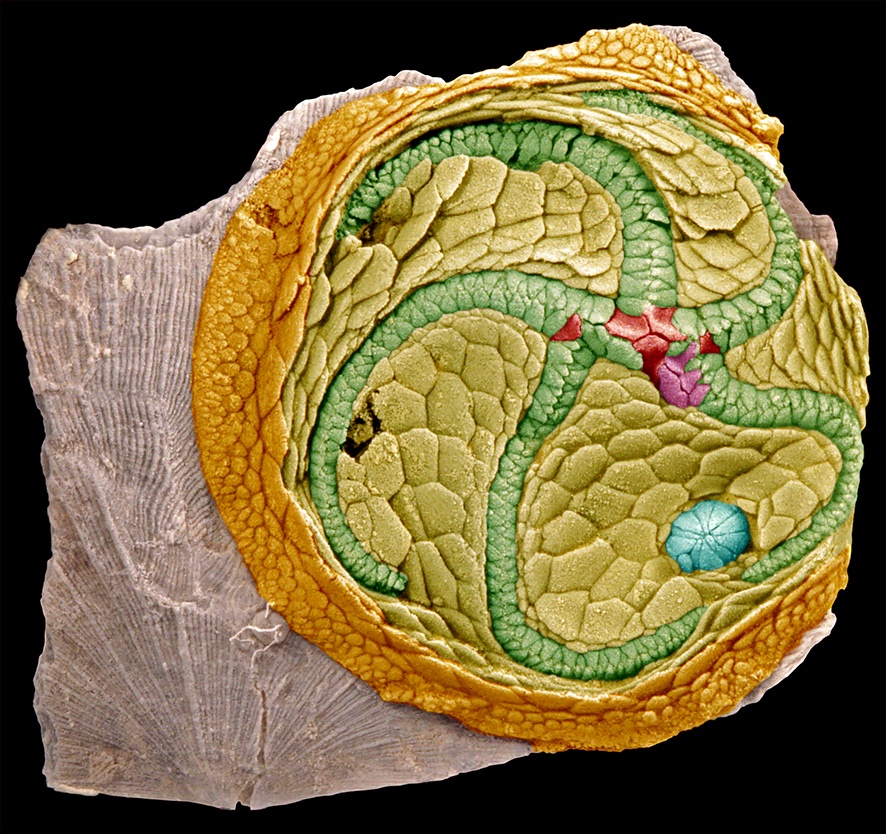 Sumrall LabGroup tweet media