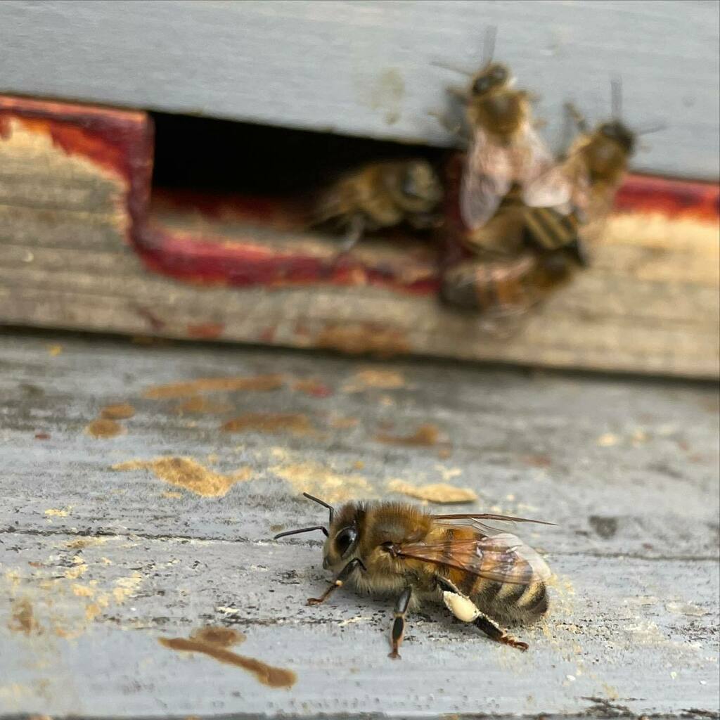 poppetk's tweet image. Polllllllllen! ❤️🐝 #delaware #winterbees  #springiscoming #backyardbeekeeping instagr.am/p/CZ-N3EJvAHQ/